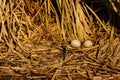 Soft focus and Closeup duck egg for cooking, big duck egg in nest of hay, chemical free white chicken egg in a nest from dry grass Royalty Free Stock Photo