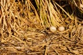 Soft focus and Closeup duck egg for cooking, big duck egg in nest of hay, chemical free white chicken egg in a nest from dry grass Royalty Free Stock Photo