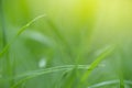 soft focus closeup top of grass for green background. Macro photo of  green grass. Spring, summer seasonal background with green Royalty Free Stock Photo