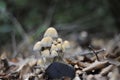 Soft focus of a cluster of wild white mushrooms on a forest floor