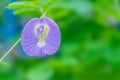 The soft focus colorful of blue pea, butterfly pea,Clitoria ternatea,Leguminosae,Papilionoideae, Fabaceae,flower.The herbaceous fo