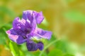 The soft focus colorful of Blue Pea, Butterfly Pea,Clitoria ternatea,Leguminosae,Papilionoideae, Fabaceae,flower on the plate with