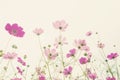 Soft focus colorful cosmos flower