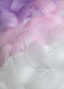 soft focus. Colorful fluffy feathers in pastel shades. A message to the angel. Banner of bunch of delicate soft feathers