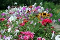 Soft focus of colorful godetia flowers blooming at a garden