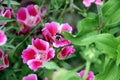 Soft focus of colorful godetia flowers blooming at a garden