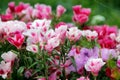Soft focus of colorful godetia flowers blooming at a garden