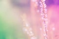 Soft focus colorful  grass flower spring nature  photo ,relax background Royalty Free Stock Photo