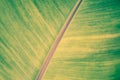 Soft focus colorful green  and yellow  banana leaf  texture  spring nature  background Royalty Free Stock Photo