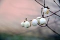 Soft focus of common snowberries on leafless branches in autumn