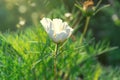 Soft focus Cosmos Bipinnatus or Cosmea flower under sunlight flare with a blurry evening light background Royalty Free Stock Photo