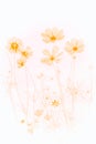 Soft focus cosmos flower on white background Royalty Free Stock Photo