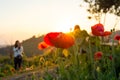 Soft focus Cosmos flowers at sunset. Royalty Free Stock Photo