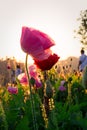 Soft focus Cosmos flowers at sunset. Royalty Free Stock Photo