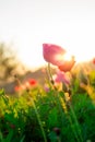 Soft focus Cosmos flowers at sunset. Royalty Free Stock Photo