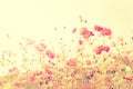 Soft focus cosmos flowers with vintage filtered color tone.