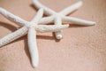 Soft focus couple beautiful starfish on Sandy beach