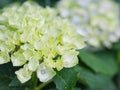 Soft focus Cream white Hydrangea Paniculata Limelight flowers. Royalty Free Stock Photo