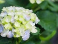 Soft focus Cream white Hydrangea Paniculata Limelight flowers. Royalty Free Stock Photo