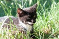 Ute black with white cat looking up grass illuminated with sunlight