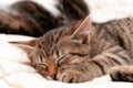 Cute brown tabby cat sleeping on white blanket on bed