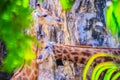 Soft focus of cute Giraffe, Giraffa camelopardalis, mammal ruminant of the Artiodactyla order, the tallest living animal of the w