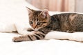 Brown stripped kitten on blanket on bed at home