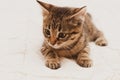 Tabby brown stripped kitten on white blanket on bed lying and looking away