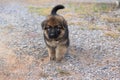 Soft focus cutie lovely German Shepherd puppy walking on the ground at outside home.