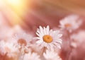 Soft focus on daisy flower lit by sunbeams Royalty Free Stock Photo