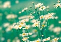 Soft focus on daisy flowers Royalty Free Stock Photo