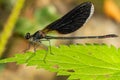 Soft focus of a damselfly with dark wings on a green lea