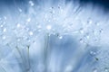 Soft focus on dandelion flower, closeup, abstract blue background Royalty Free Stock Photo