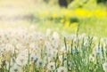 Soft focus of dandelion flowers field under the sun rays Royalty Free Stock Photo