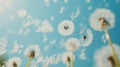 With soft focus, dandelion seeds are blown by the wind against a blue sky background Royalty Free Stock Photo