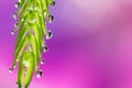 Soft focus of droplets on green leaf with sweet blurred pink background Royalty Free Stock Photo