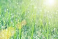 Soft focus of drops of dew on green grass in morning with sunlight and flare. Vintage filtered. Royalty Free Stock Photo