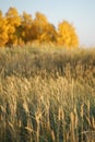 Soft focus of dry grass, reeds, stalks at sunset, blurred autumn forest on background. Fall season. Royalty Free Stock Photo