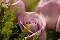 Dusty pink colored rose