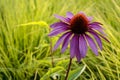 Soft focus of an Eastern purple coneflower (Echinacea purpurea) against green grasses in summer Royalty Free Stock Photo