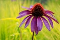 Soft focus of an Eastern purple coneflower (Echinacea purpurea) against green grasses in summer Royalty Free Stock Photo