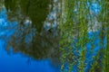 soft focus ecology natural photography concept of green branches foliage above vivid blue pong water smooth surface with abstract Royalty Free Stock Photo