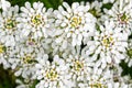 Soft focus of Evergreen Candytuft flower, Iberis, in white petal Royalty Free Stock Photo