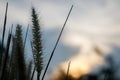 Soft focus of feather Pennisetum or mission grass flower