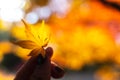 Soft focus on female hand holding golden yellow maple leaf with red and orange bokeh in public park in Japan, using as autumn or