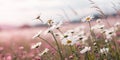 Daisy flowers field in spring Royalty Free Stock Photo