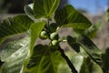Soft focus of fig on a a tree with green leaves at a garden Royalty Free Stock Photo