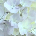 Soft Focus Floral Detail, pale Hydrangea Flower