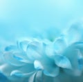 Soft focus flower background with copy space. Royalty Free Stock Photo