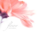 Soft focus flower background with copy space. Royalty Free Stock Photo